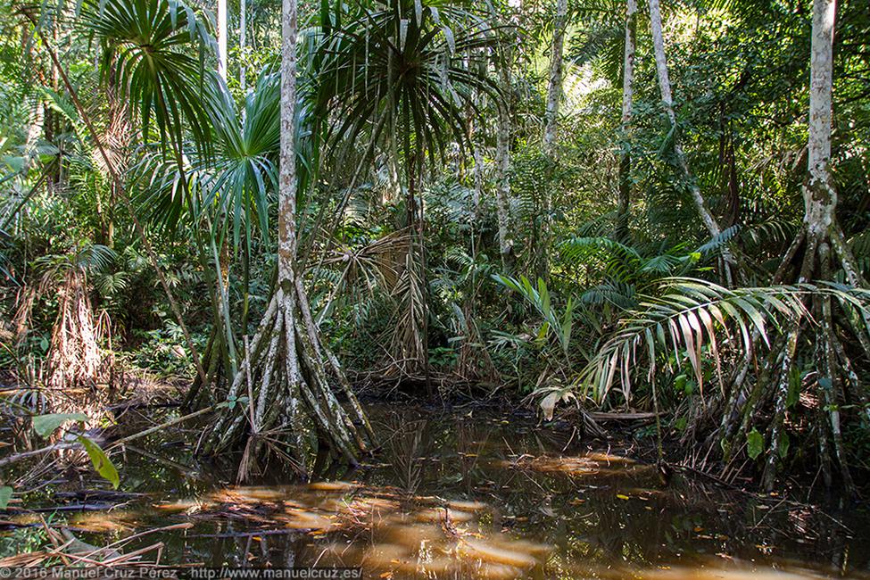 Inmediaciones del río Shilcayo, Tarapoto.